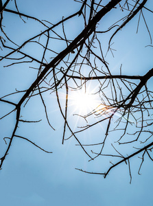 在蓝色背景查出的太阳的死树枝