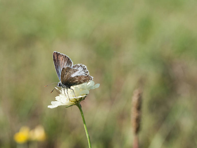 chalkhill 蓝 Polyommatus coridon 蝶坐在盛开的花朵上喂养