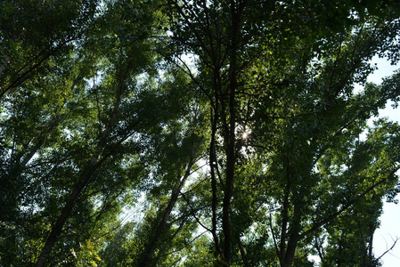 绿树的顶端, 杨树的自然光