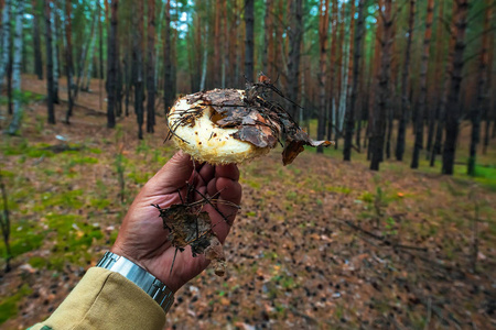 真正的一束 乳 resimus 在蘑菇采摘手。俄罗斯西伯利亚西部 Iskitim 地区 Karakansky 松林