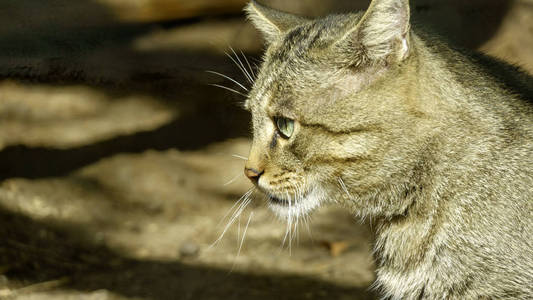 野森林里的猫特写在地上