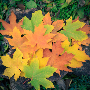 秋天, 黄色绿色橙色和褐色的枫叶躺在树桩上。
