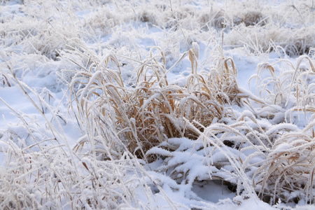 草在雪和冬季日出