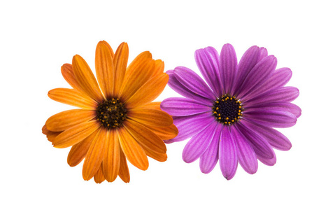 Osteosperumum 花雏菊孤立在白色背景上。宏特写