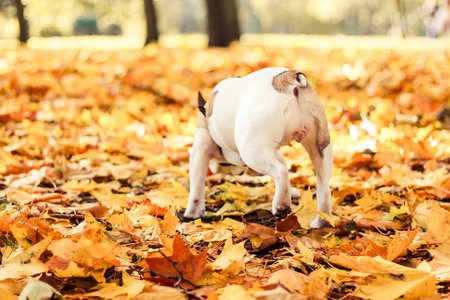 法国斗牛犬万圣节秋季公园