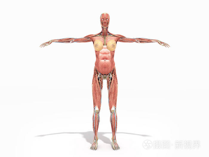 女性身体解剖学为书3d 渲染在白色照片-正版商用图片0s54p5-摄图新视