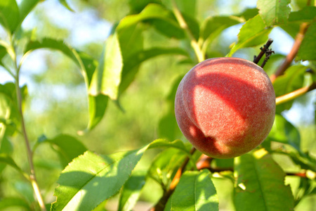 桃子在树上。夏日水果