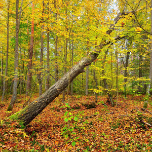 秋季森林中树木的景观观