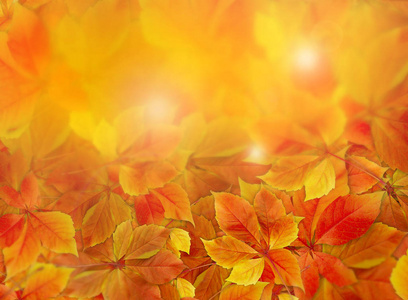 秋季背景。五颜六色的红色和橙色秋天叶子在森林地板与太阳光线
