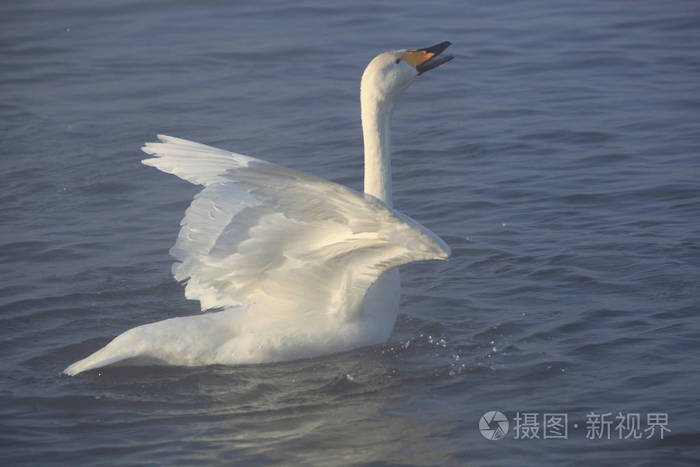 雄伟, 奢华, 雪白, 高贵的天鹅在阿尔泰湖上百日咳