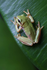小树蛙坐在绿叶上。特写