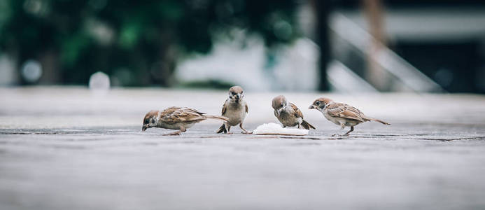 一群麻雀在街上吃面包屑。从动物地板角度看