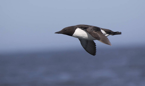 在岩石海岸线的背景下飞行的共同 guillemot