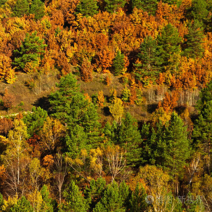 绿色的云杉树, 明亮的黄色和橙色的落叶树, 山上的森林矗立着一堵墙