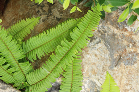 蕨类植物在花园里是美丽的自然