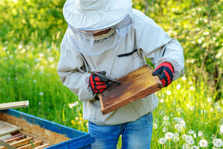 两个养蜂人在蜂房工作.夏天照片