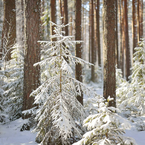 Snowcovered 树松林在阳光明媚的冬日俄罗斯