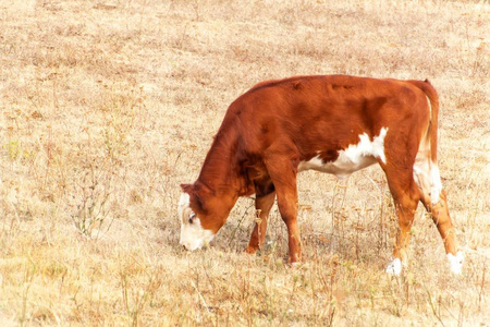 在捷克共和国干燥的草地上的奶牛。旱季。炎热的夏日。牲畜缺乏食物。气候变化