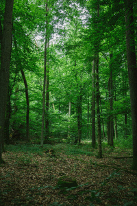 德国夏季绿色美丽森林的路径
