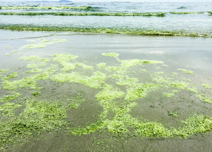 海滩上的藻类水华
