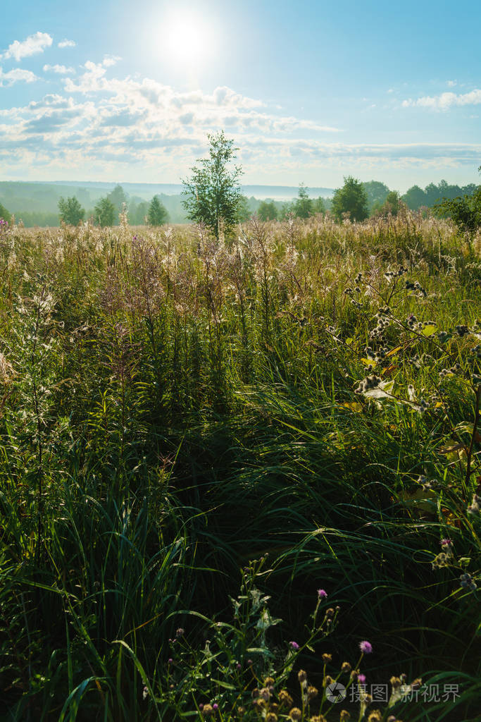 一个美丽的自然景观清晨薄雾, 丘陵, 桦树和下杂草丛生, 莫斯科地区, 