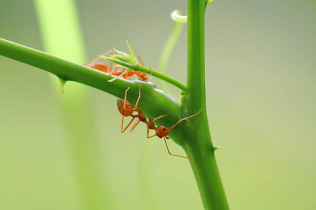 红色蚂蚁 Oecophylla smaragdina, 蚂蚁在树枝上的作用