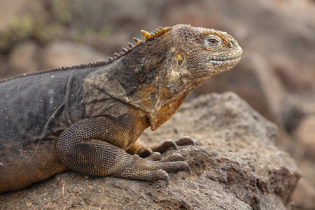 厄瓜多尔加拉帕戈斯群岛 Lguana Conolophus subcristatus