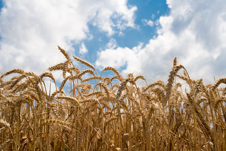 谷类作物，小麦，有不同的侧重点