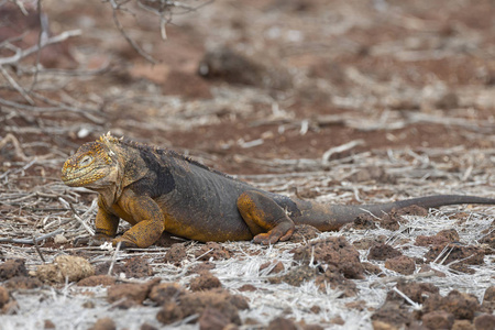 厄瓜多尔加拉帕戈斯群岛 Lguana Conolophus subcristatus