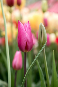 七彩郁金香花盛开在春天的花园里
