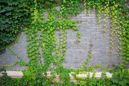 绿色在砖墙上攀援植物图片