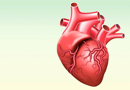 人体心脏解剖学保健与医学人体内器官载体例证与绘画人静脉