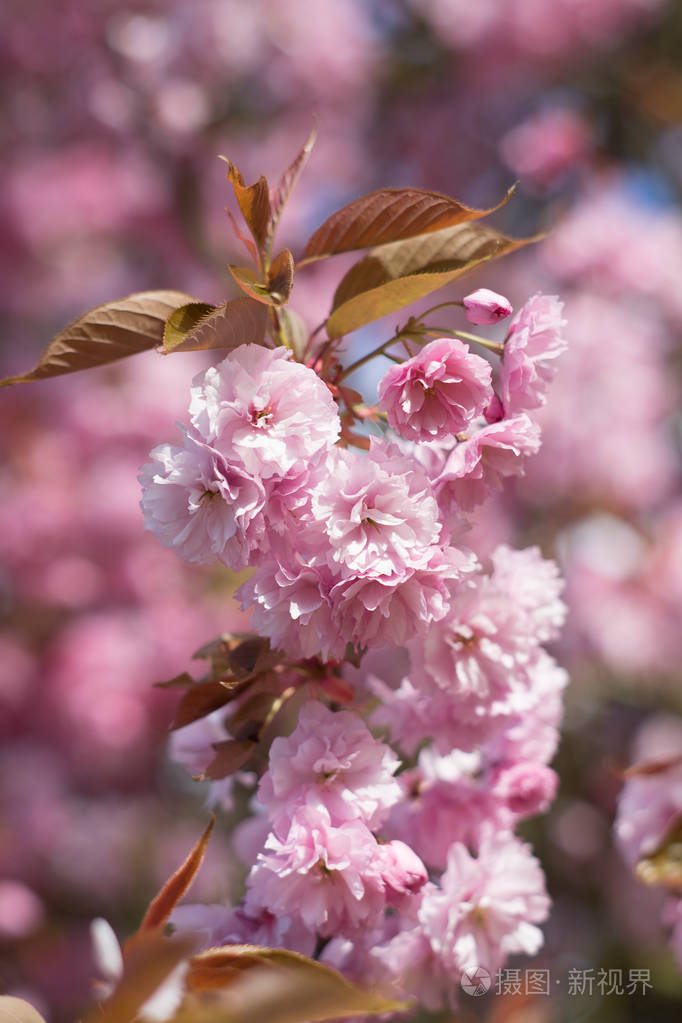 春季粉红色樱花