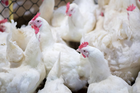 家禽养殖场与肉鸡饲养鸡.