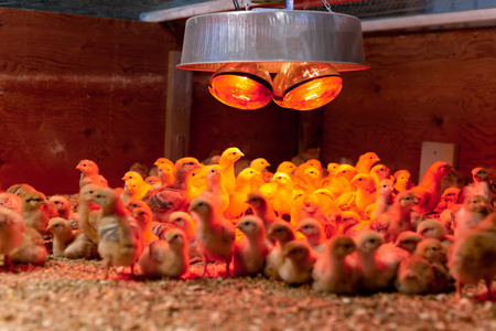 低光群小鸡肉在孵化器中的轻拍
