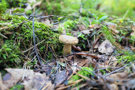孤独的 mashroom 在森林里的草和老叶子中间。自然的夏天或秋天风景图片