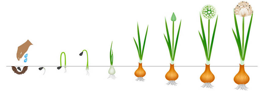 在白色背景下分离的洋葱植株生长周期照片