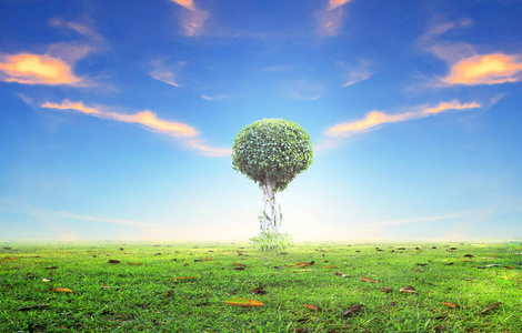 世界环境日概念 孤独的树在美丽的草甸壁纸背景