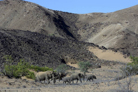 美丽的非洲象, 达马拉兰, Kunene 地区, 纳米比亚, 非洲风景景观
