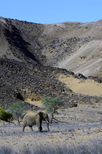 美丽的非洲象, 达马拉兰, Kunene 地区, 纳米比亚, 非洲风景景观