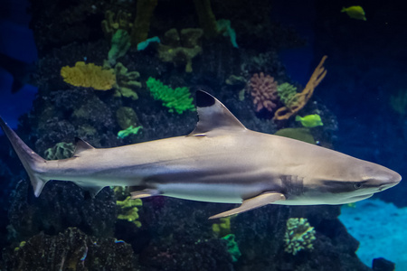 在巴塞罗那的水族馆中的鲨鱼