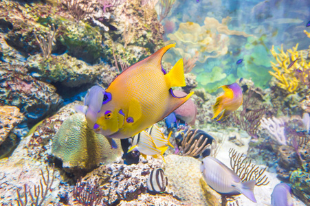 海底世界水族馆外来鱼类的图片