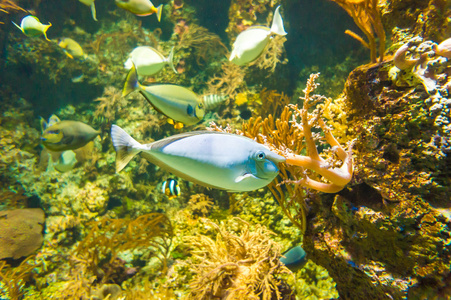 海底世界水族馆外来鱼类的图片