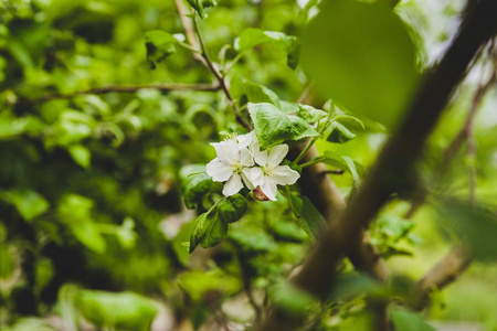 果园里的花卉植物和蔬菜