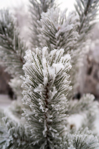 杉木树针上的积雪关闭了图片