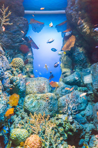 海底世界水族馆外来鱼类的图片