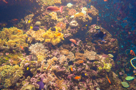 海底世界水族馆外来鱼类的