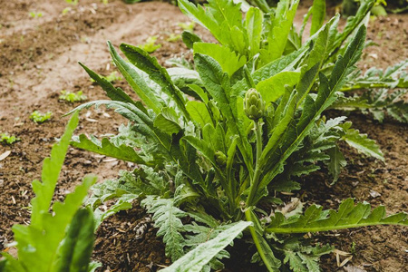 果园里的花卉植物和蔬菜