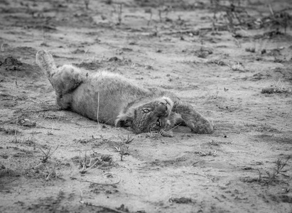 小狮子躺在黑色和白色的污垢