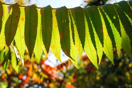 秋时阳光照射下的水曲柳叶 downmost照片